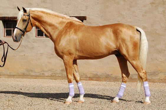 Palomino Horse For Sale Australia